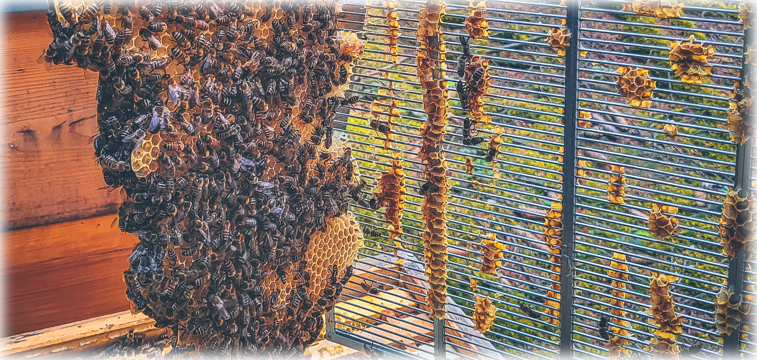 Bienenwachsbau